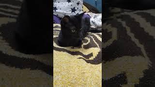 Как кошечка просыпается ) #оле7 #котэ #ashleyschneider #котка #catcorner #cat #животные