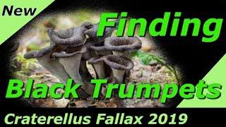 Finding Wild Black Trumpet Mushrooms - Craterellus Fallax