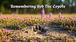 One Year Ago, We Lost the Goodest Boy... | Remembering Bob The Coyote