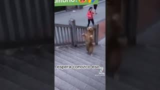 el perro camina en 2 patas..