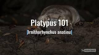 platypus 101