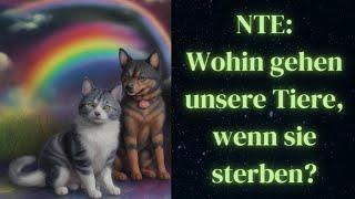 Wohin gehen unsere geliebten Haustiere, wenn sie sterben? 3 Nahtoderfahrungen geben Antworten!