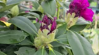 Rhododendron 'Polarnacht' //  RICH, DEEP Dark Color on a sturdy, Easy to Grow Evergreen Shrub.