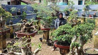 Mbk Lia lg Obral bonsai bosku ,sngt mumer 0812 5971 2925