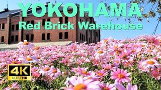 【4K】Yokohama Walking Tour - Red Brick Warehouse