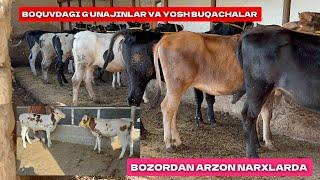 BOQUVDA TURGAN GʻUNOJINLAR VA YOSH BUQACHALAR BOZORDAN ARZON NARXLARDA