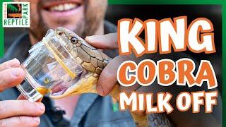 Battle of the Kings | Australian Reptile Park