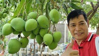 TIPS SA PAGTATANIM NG MANGGA MULA SA BUTO AT SANGA PARA MAGKAROON NG MATAMIS AT HITIK NA BUNGA