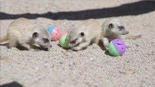 Baby Meerkats playing with balls are the cutest!