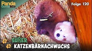 Neues aus dem Zoo: Stolze Katzenbär Eltern und Panda Bao Bao auf der Waage | Panda, Gorilla & Co.