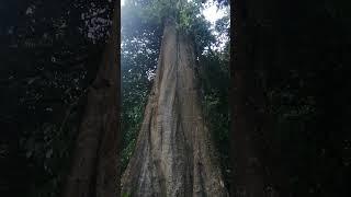 A giant tree in the towering in the Thomson.