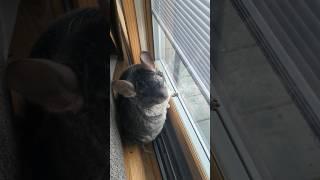 chaos and order looking out the window #cute #chinchilla #growingtogether