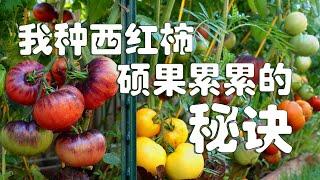 我的西红柿硕果累累的秘诀(菜床 VS 种植筐) The best tip for growing lots of tomatoes in my vegetable garden