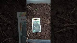 Посев в середине июля редьки черной и маргеланской