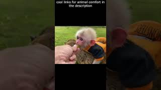 Top  Funny animals videos - Try Not To Laugh  - 69 #Shorts