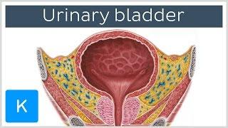 Urinary bladder: function, blood supply and innervation - Human Anatomy | Kenhub