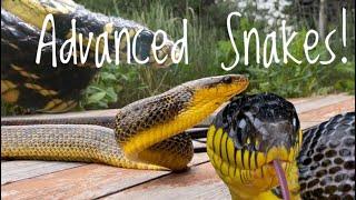 5 Great Advanced Snakes!