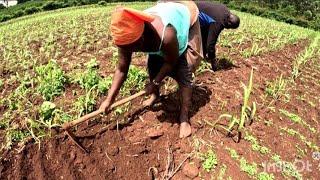 TERRIBLE: The Price of being A Village Farmer! #village #farming #maasai