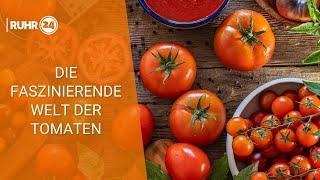 Die faszinierende Welt der Tomaten: Herkunft, Sortenvielfalt und Anbau