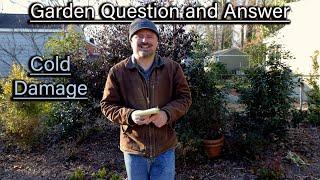 Cold Damage - Garden Q and A