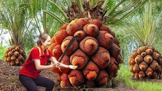 Amazing,Harvest Anaconda berries in the tropical forest,Delicious cake recipe from Anaconda berries