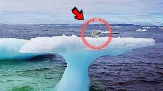 Fishermen saw something on the iceberg and they couldn't believe their eyes