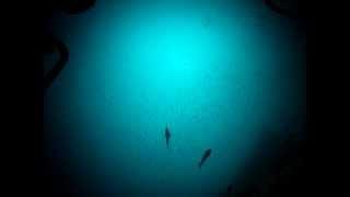 Submarine ride to 100 meters (330 feet) - Undersea Hunter's DeepSee Cocos Island, Costa Rica