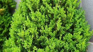 Green Mountain Boxwood