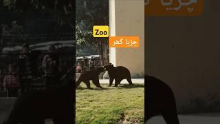 New Animals arrived in Zoo l Bear Playing in Zoo l #shorts #zoo #lahorezoo #animals #bear