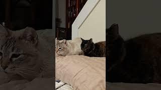 Bear and Harry Cat IGNORING the Crow in the Kitchen Deer Feeder Fun Cam Feb 10 2025 3 of 3