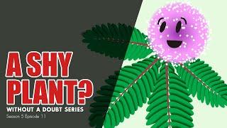 A Shy Plant?