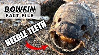 Bowfin facts: the MUDFISH facts | Animal Fact Files