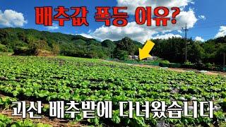 괴산 절임배추로 김장하세요! 직접 가봤습니다 [나를 믿고 먹어봐]