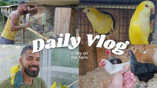 A day on the Farm : Cleaning the parrot nest boxes and finishing the cages / flights