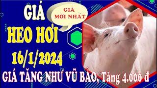 Giá heo hơi ngày hôm nay 16/1/2024 – Giá bật tăng như vũ bão, tăng thêm 4.000 đồng.