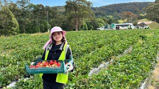 |Little Haley| Làm nông ở Úc cực không? Trải nghiệm hái dâu trên đảo Tasmania #littlehaley #visa462