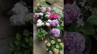 ГОРТЕНЗИЯ ПОСЛЕ ДОЖДЯ  #гортензии#цветениегортензии#югроссии