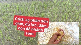 Cách bón phân cử đầu lúa om18 hè thu. Tiền đề giúp lúa nhẹ phân trong điều kiện nắng nóng.