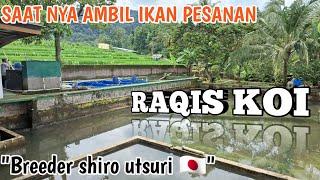 AKHIRNYA DAPAT JUGA SHIRO TERBAIK   | Raqis koi farm | penghobi koi indramayu