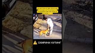 КУТУРГАН ИТ БУЛИШИ ХАМ МУМКИН. #LAYLO.T.V