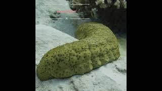 sea cucumber  #seacucumber #seaanimals #shorts