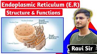 Endoplasmic Reticulum Structure And Functions | Anatomy & Functions