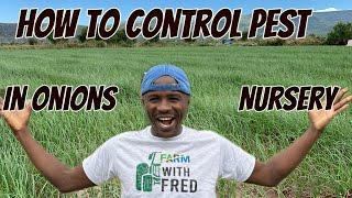 Onions farming: How to control pests in onions Nursery and the best products to use (Esd 12)