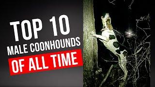 Top 10 Male Coonhounds of All Time!!!