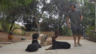 Morning training with my 3 Guard Dogs - is this even possible? the ending isn't what you think