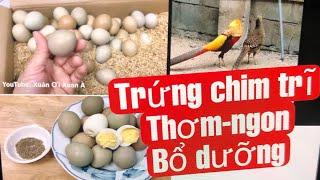 Trứng chim trĩ thơm ngon bổ dưỡng, tác dụng của trứng chim trĩ rất tốt cho sức khỏe