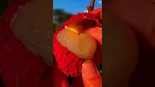 WoW!! Sangat segar panen buah ceri di kebun sangat memuaskan #shorts