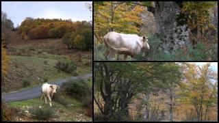 Le meraviglie del Parco dei Nebrodi.mov