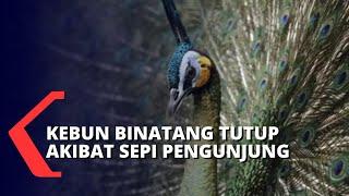 Sepi Pengunjung, Kebun Binatang Gembira Loka Ditutup