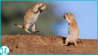 Meet the World's Smartest Animal: Prairie Dog